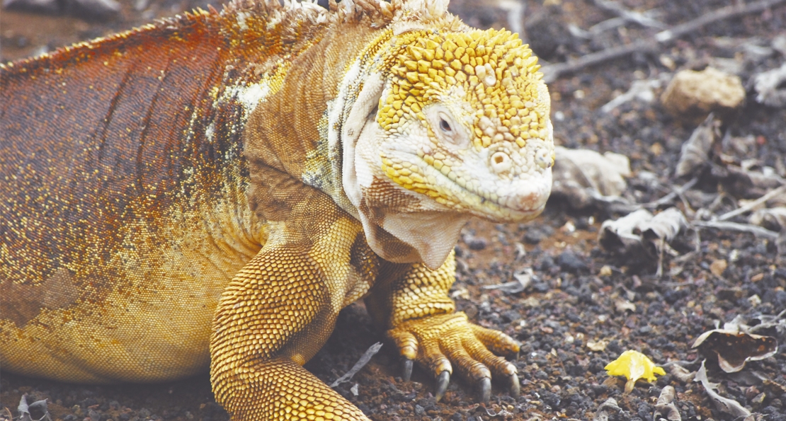 La realidad de las iguanas terrestres